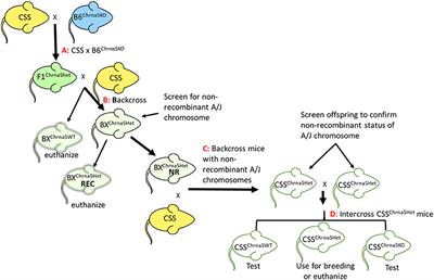 <mark class="highlighted">Genetic Modifiers</mark> of Oral Nicotine Consumption in Chrna5 Null Mutant Mice